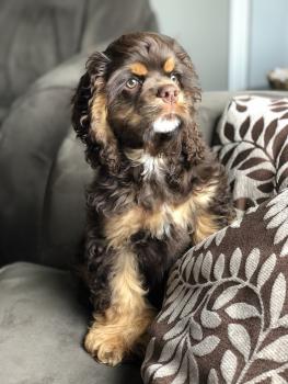Zoey, Cocker americano