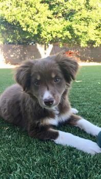 Leila, Border Collie