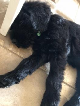 Odin, Schnauzer Gigante