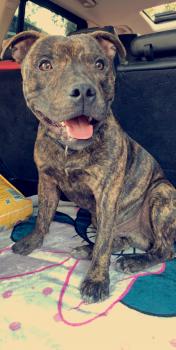 Opium, Staffordshire Bull Terrier