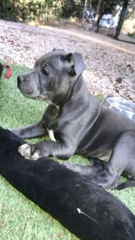 Phidji, Staffordshire Bull Terrier
