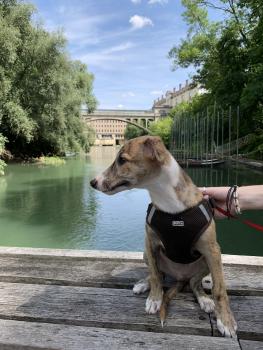Hadès, Whippet