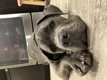 Blue Bear Humphrey, Cane Corso