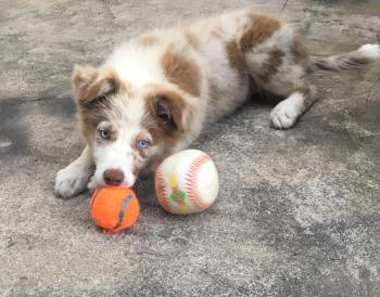 Bart, Border Collie