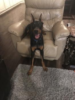 Tyson, Dobermann