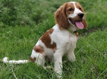Jenny, Cocker Spaniel