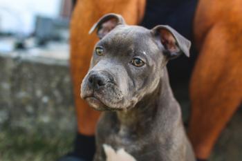 Sopra, Staffordshire Bull Terrier