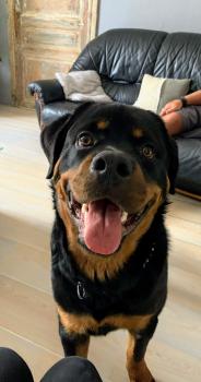 Darko, Rottweiler