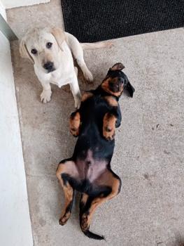 Portos, Beauceron