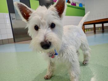 Maggie Dickason, Westies