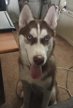 Juno, Husky Siberiano
