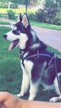 Odin, Husky Siberiano