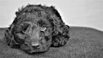 Lulu, Cocker Spaniel