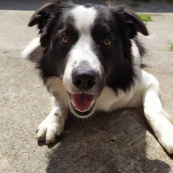 Tesla, Border Collie
