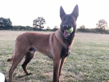 O,Matrix, Pastor Belga Malinois