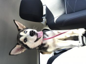 Phoenix, Malamute De Alaska