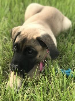 Layla, Mastín español