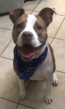Rex, Staffordshire Bull Terrier