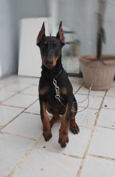 Thanos, Dobermann