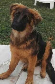 Peps, Perro Pastor Alemán