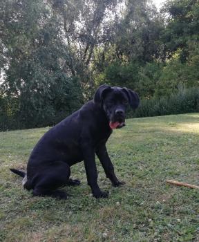 Newton, Cane Corso