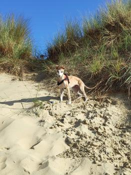 Pixel, Whippet