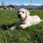 Pongo, Labrador Retriever