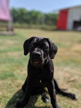 Penny, Cane Corso