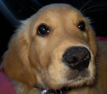 pandora, Golden Retriever