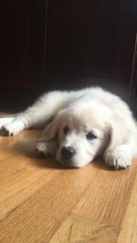 Georgia, Golden Retriever