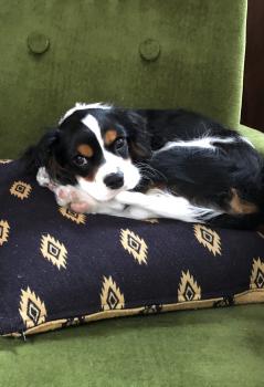 Scout, Cavalier King Charles