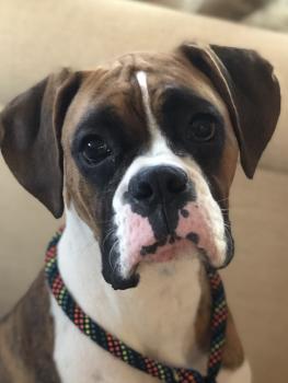 Journie, Bóxer