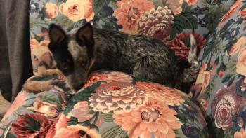 Mac Drizzle, Perro australiano del ganado