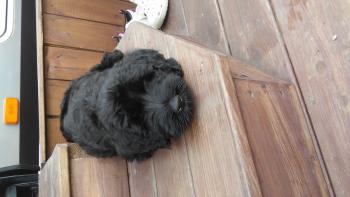 Thanos, Schnauzer gigante