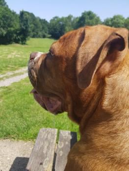 Skye, Dogue Bordeaux