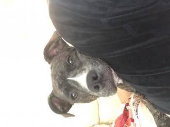 Niña, Staffordshire Bull Terrier