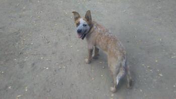 Happy, Perro australiano del ganado