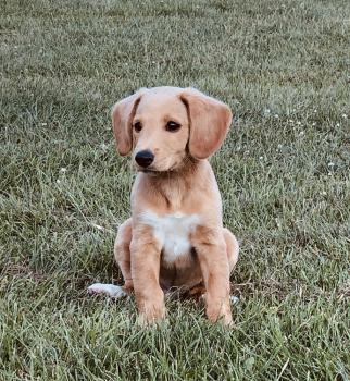 PACO, Otros perros