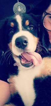 Kyra, Boyero De Berna