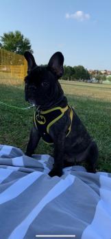 PAKKUN, Bulldog Francés