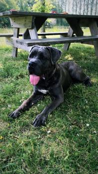 Ouizo, Cane Corso