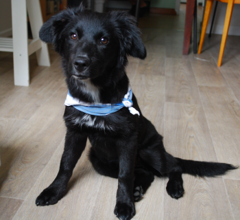 Praline, Border Collie