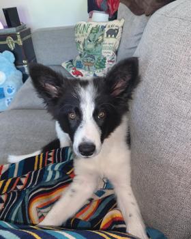 Winona, Border Collie