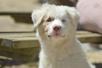 Betty, Australischer Schäferhund