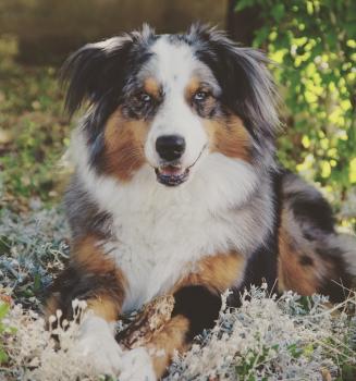 Azel, Australischer Schäferhund