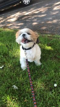 Lilo, Shih Tzu