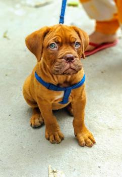 Ira, Dogo De Burdeos