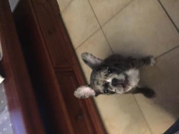 Paho, French bulldog