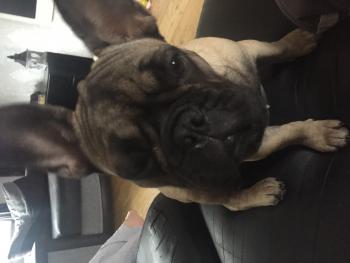 Harley, Bulldog Francés