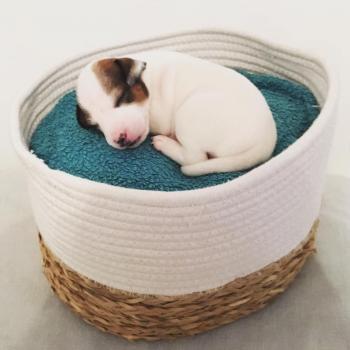 Paco, Parson Jack Russell Terrier (De Pelaje Corto - Suave)
